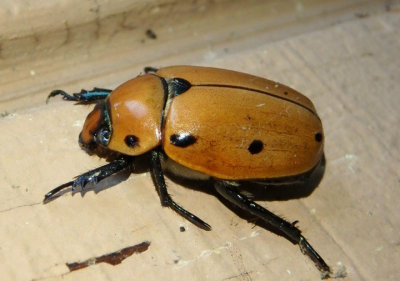 Pelidnota punctata; Grapevine Beetle