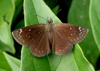 Pholisora catullus; Common Sootywing