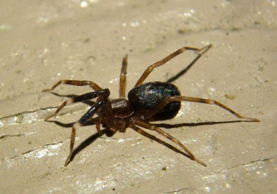 Phrurotimpus Guardstone Spider species