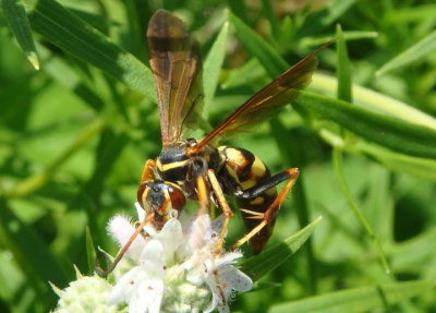 Poecilopompilus interruptus; Spider Wasp species; female