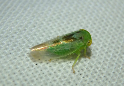 Populicerus Leafhopper species