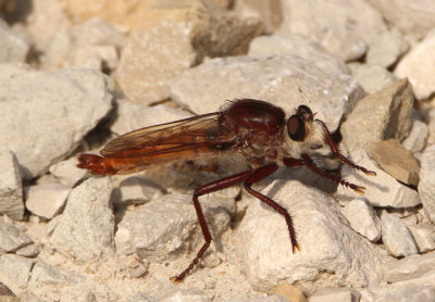 Proctacanthus hinei; Robber Fly species