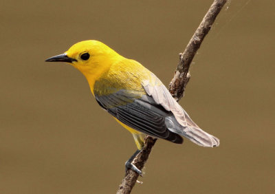 Prothonotary Warbler; breeding male