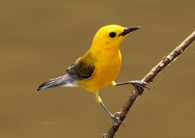 Prothonotary Warbler; breeding male
