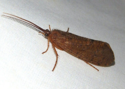 Ptilostomis Giant Casemaker Caddisfly species