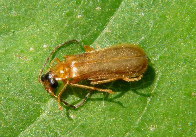 Rhagonycha Soldier Beetle species