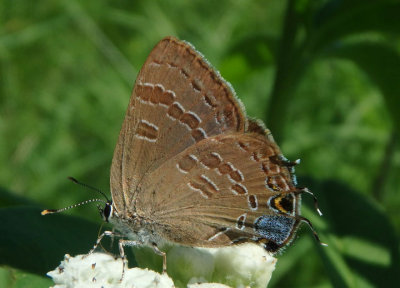 Satyrium caryaevorus; Hickory Hairsteak