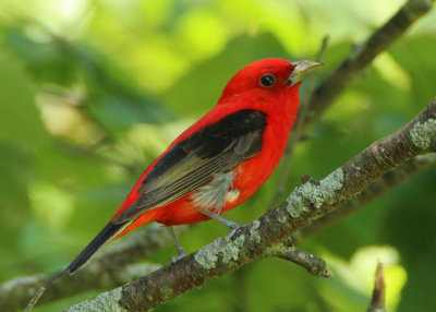 Scarlet Tanager; breeding male