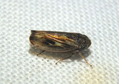 Scleroracus Leafhopper species