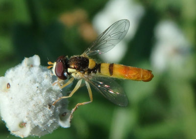 Sphaerophoria contigua; Syrphid Fly species; male