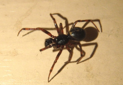 Steatoda borealis; Cobweb Spider species; male