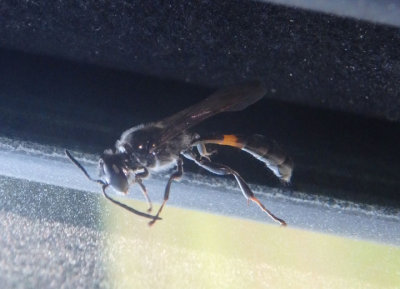 Trypoxylon Square-headed Wasp species