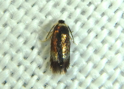 0086.1 - Stigmella multispicata; Pygmy Leafmining Moth species