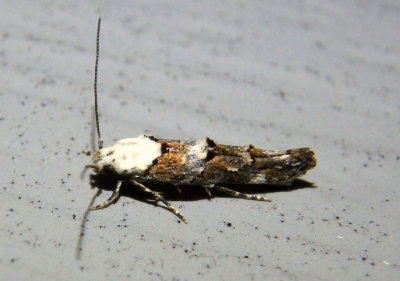 1448 - Mompha murtfeldtella; Casebearer Moth species