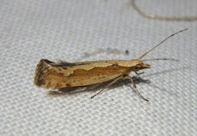 2366 - Plutella xylostella; Diamondback Moth