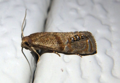 3151 - Pelochrista scintillana; Tortricid Moth species