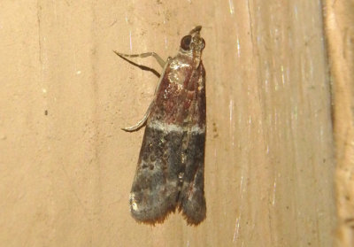 6005 - Moodna ostrinella; Darker Moodna Moth