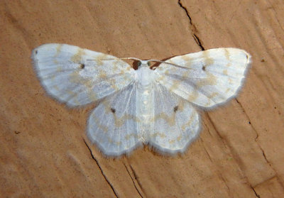 7423 - Hydrelia albifera; Fragile White Carpet