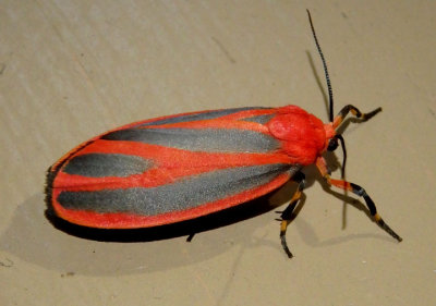 8089 - Hypoprepia miniata; Scarlet-winged Lichen Moth