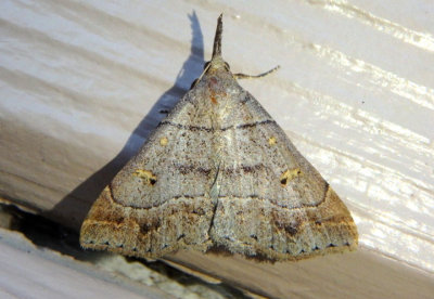 8384.1 - Renia flavipunctalis; Yellow-spotted Renia