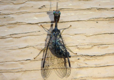Dicromantispa sayi; Mantidfly species