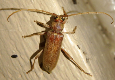 Hesperophanes pubescens; Longhorned Beetle species