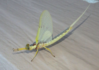 Pentagenia vittigera; Riverbed Burrower Mayfly species; female