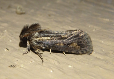 0373 - Acrolophus popeanella; Clemen's Grass Tubeworm Moth