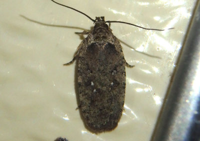 0862 - Agonopterix clemensella; Twirler Moth species