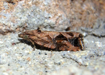 2743 - Endothenia nubilana; Tortricid Moth species