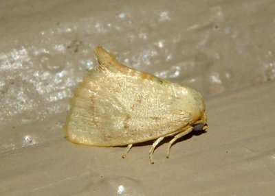 4653 - Tortricidia pallida; Red-crossed Button Slug Moth