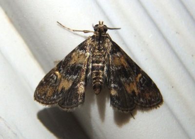 4755 - Synclita obliteralis; Waterlily Leafcutter Moth