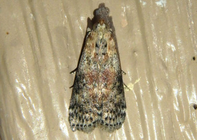 5803 - Sciota celtidella; Pyralid Moth species