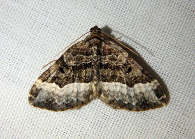 7399 - Euphyia intermediata; Sharp-angled Carpet