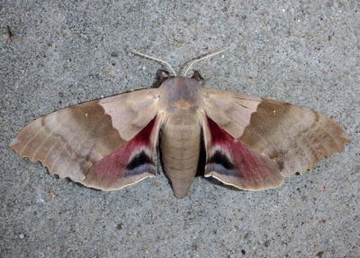 7828 - Pachysphinx modesta; Modest Sphinx