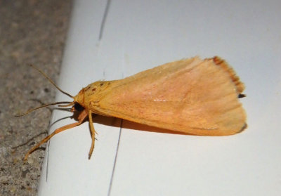 8124 - Virbia immaculata; Immaculate Holomelina Moth