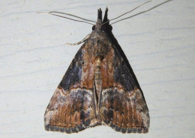 8465 - Hypena scabra; Green Cloverworm Moth