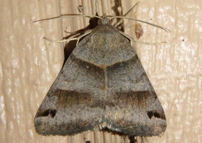 8739 - Caenurgina erechtea; Forage Looper Moth; female