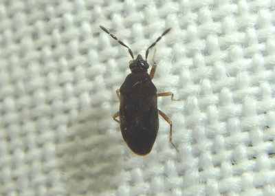 Antillocoris Dirt-colored Seed Bug species