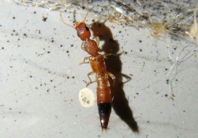 Astenus discopunctatus; Rove Beetle species