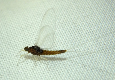 Baetis Small Minnow Mayfly species