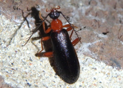 Dendroides canadensis; Fire-colored Beetle species; female