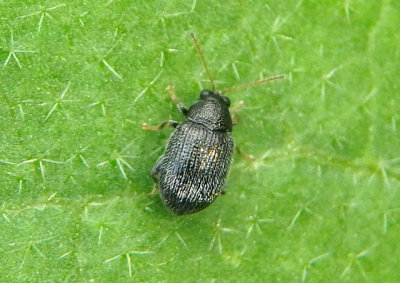 Epitrix fuscula; Eggplant Flea Beetle
