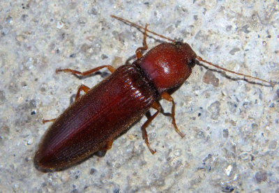 Hemicrepidius melanophthalmus; Click Beetle species