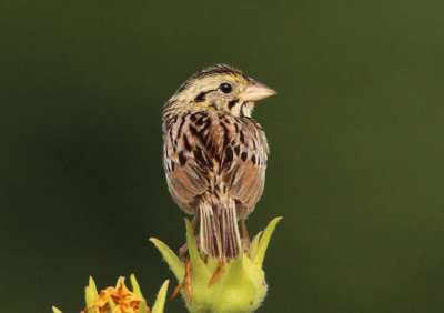 Henlsow's Sparrow