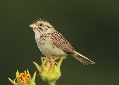 Henlsow's Sparrow