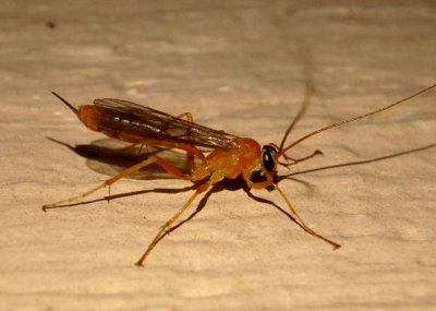 Netelia Ichneumon Wasp species; female