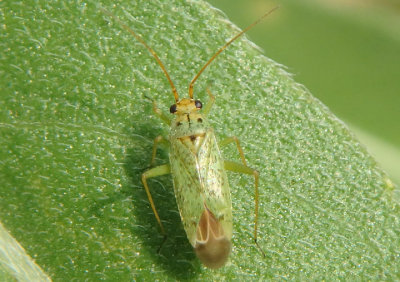 Ilnacora Plant Bug species