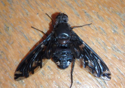 Xenox tigrinus; Tiger Bee Fly