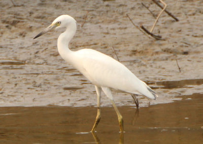 Little Blue Heron; juvenile